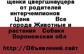 щенки цвергшнауцера от родителей интерчемпионов,   › Цена ­ 35 000 - Все города Животные и растения » Собаки   . Воронежская обл.